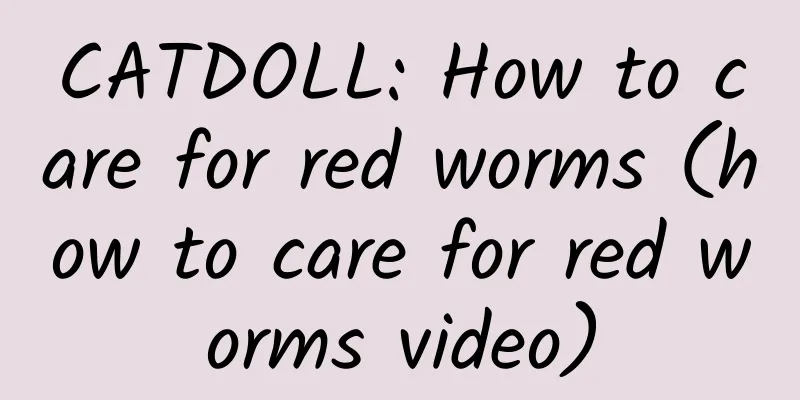 CATDOLL: How to care for red worms (how to care for red worms video)