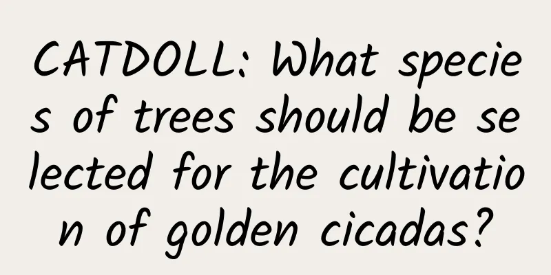 CATDOLL: What species of trees should be selected for the cultivation of golden cicadas?