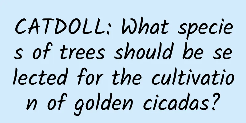 CATDOLL: What species of trees should be selected for the cultivation of golden cicadas?
