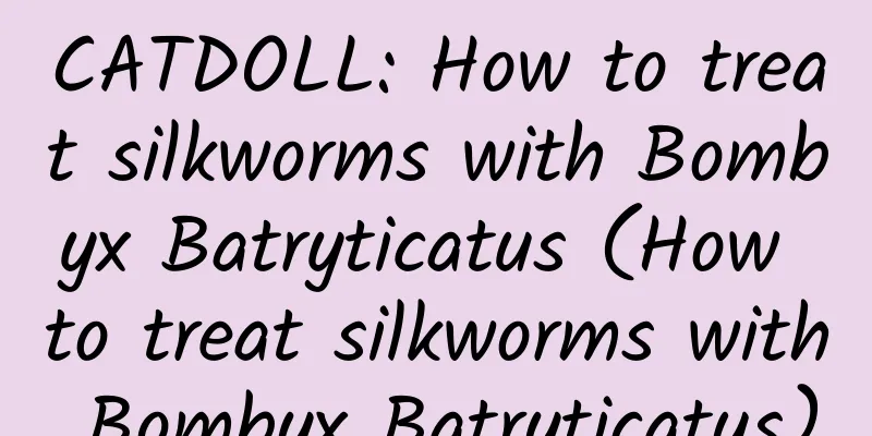 CATDOLL: How to treat silkworms with Bombyx Batryticatus (How to treat silkworms with Bombyx Batryticatus)