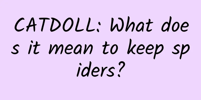 CATDOLL: What does it mean to keep spiders?