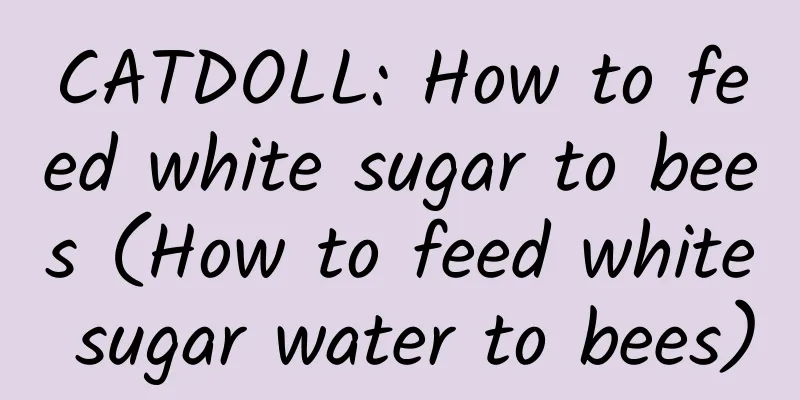 CATDOLL: How to feed white sugar to bees (How to feed white sugar water to bees)