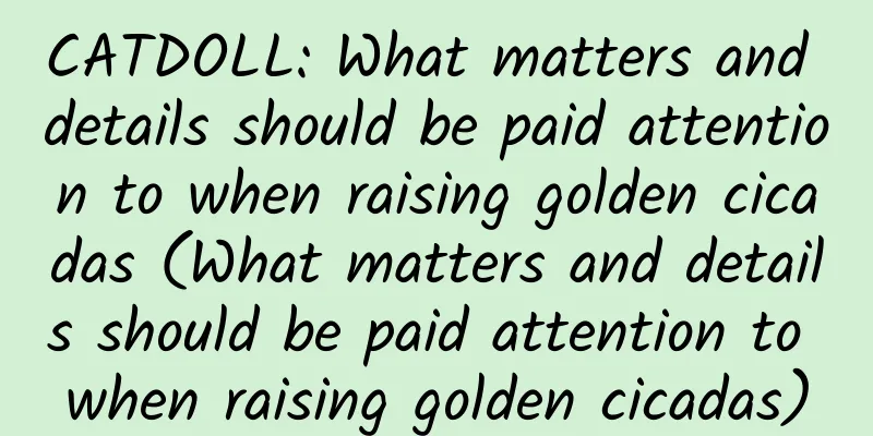 CATDOLL: What matters and details should be paid attention to when raising golden cicadas (What matters and details should be paid attention to when raising golden cicadas)