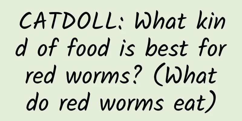 CATDOLL: What kind of food is best for red worms? (What do red worms eat)
