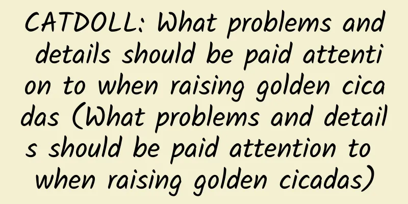 CATDOLL: What problems and details should be paid attention to when raising golden cicadas (What problems and details should be paid attention to when raising golden cicadas)