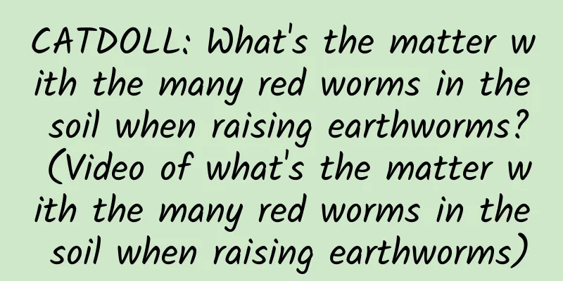 CATDOLL: What's the matter with the many red worms in the soil when raising earthworms? (Video of what's the matter with the many red worms in the soil when raising earthworms)