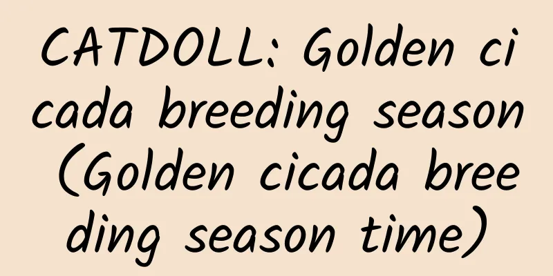 CATDOLL: Golden cicada breeding season (Golden cicada breeding season time)