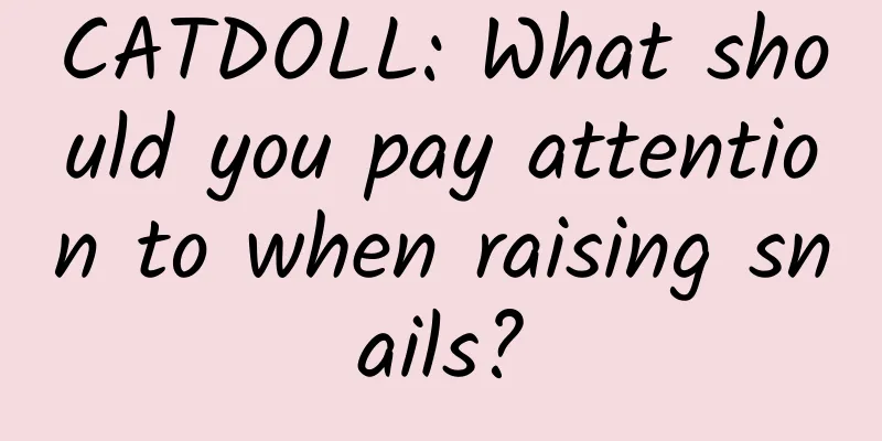 CATDOLL: What should you pay attention to when raising snails?