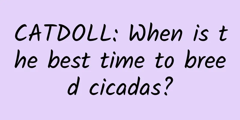 CATDOLL: When is the best time to breed cicadas?