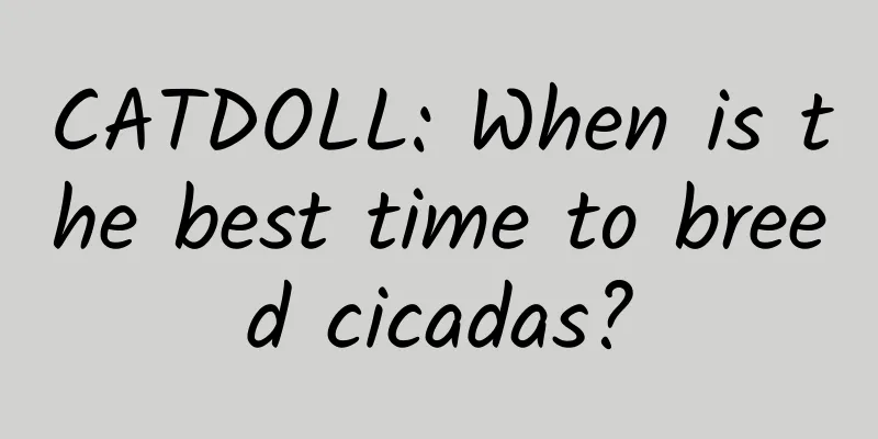 CATDOLL: When is the best time to breed cicadas?