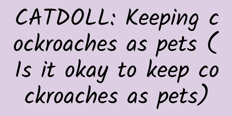 CATDOLL: Keeping cockroaches as pets (Is it okay to keep cockroaches as pets)