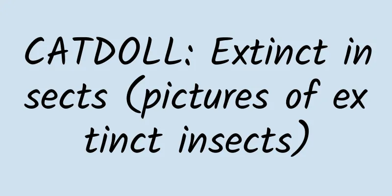 CATDOLL: Extinct insects (pictures of extinct insects)