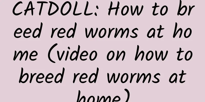 CATDOLL: How to breed red worms at home (video on how to breed red worms at home)