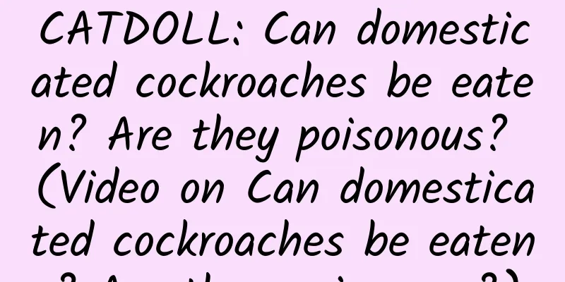 CATDOLL: Can domesticated cockroaches be eaten? Are they poisonous? (Video on Can domesticated cockroaches be eaten? Are they poisonous?)