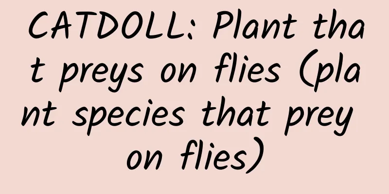 CATDOLL: Plant that preys on flies (plant species that prey on flies)