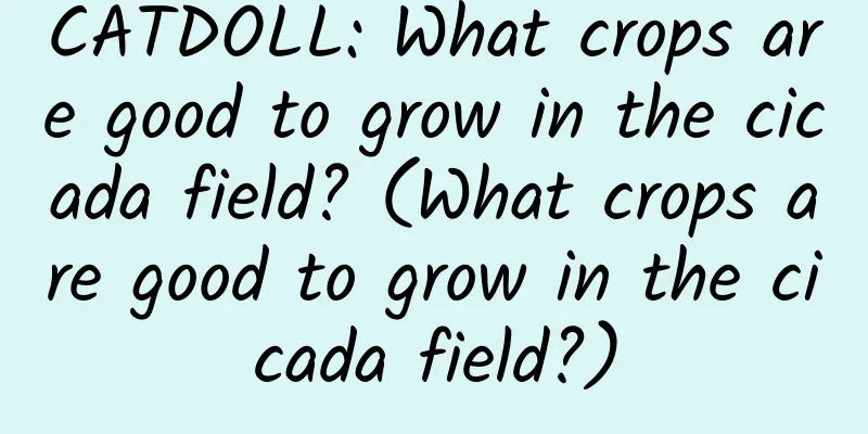 CATDOLL: What crops are good to grow in the cicada field? (What crops are good to grow in the cicada field?)