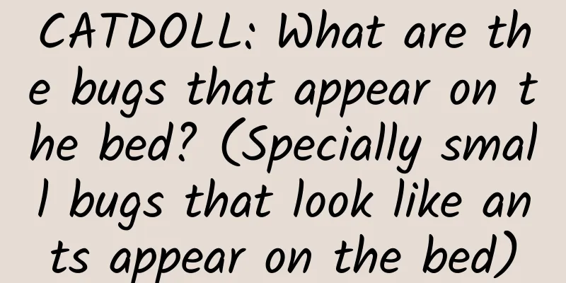 CATDOLL: What are the bugs that appear on the bed? (Specially small bugs that look like ants appear on the bed)