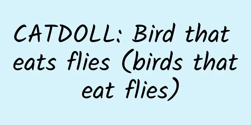 CATDOLL: Bird that eats flies (birds that eat flies)
