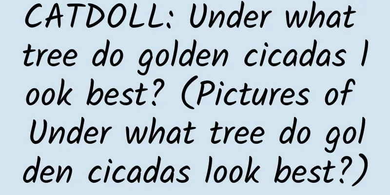 CATDOLL: Under what tree do golden cicadas look best? (Pictures of Under what tree do golden cicadas look best?)