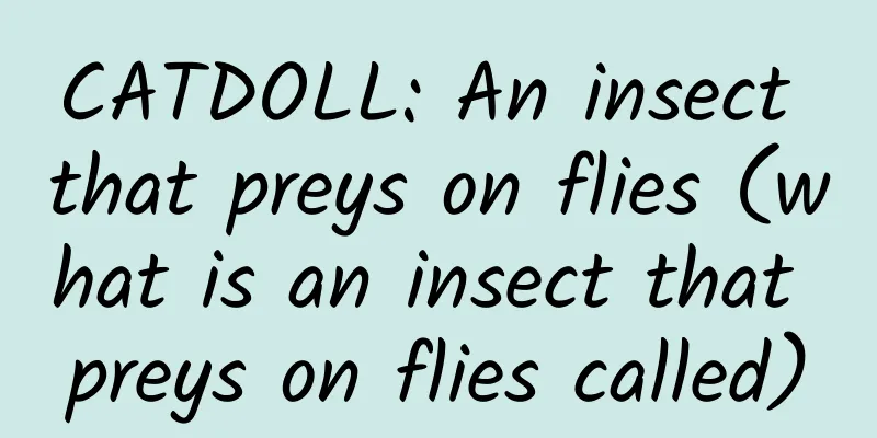 CATDOLL: An insect that preys on flies (what is an insect that preys on flies called)