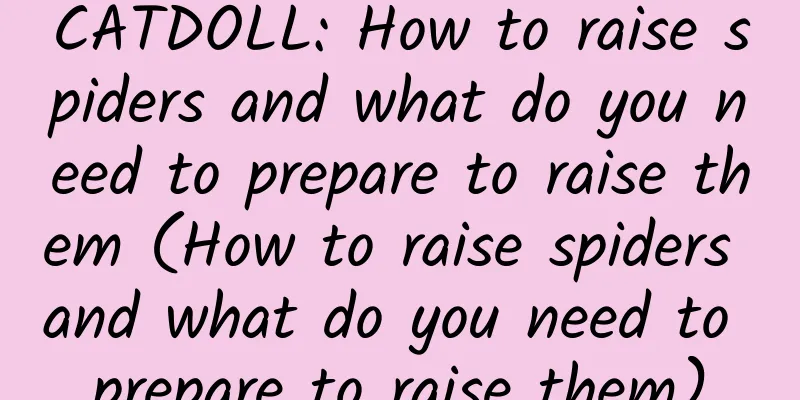 CATDOLL: How to raise spiders and what do you need to prepare to raise them (How to raise spiders and what do you need to prepare to raise them)