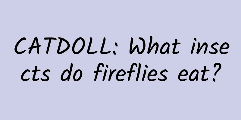 CATDOLL: What insects do fireflies eat?