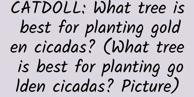 CATDOLL: What tree is best for planting golden cicadas? (What tree is best for planting golden cicadas? Picture)