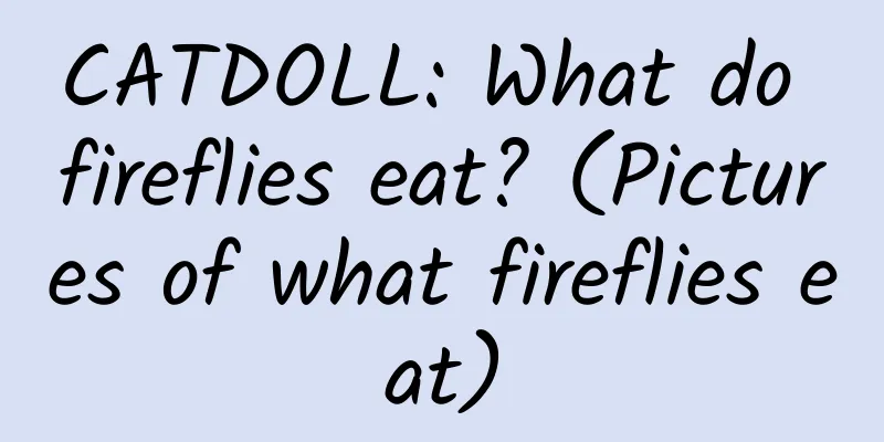 CATDOLL: What do fireflies eat? (Pictures of what fireflies eat)