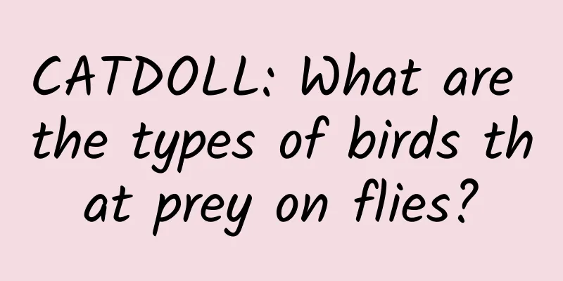 CATDOLL: What are the types of birds that prey on flies?