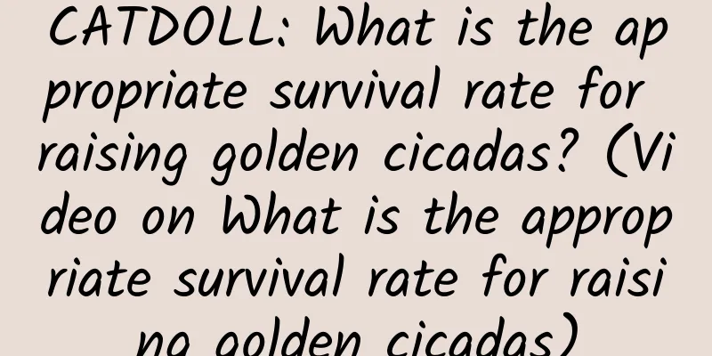 CATDOLL: What is the appropriate survival rate for raising golden cicadas? (Video on What is the appropriate survival rate for raising golden cicadas)