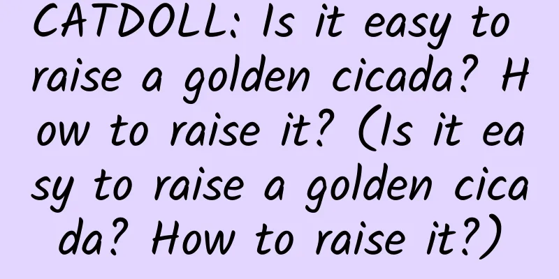 CATDOLL: Is it easy to raise a golden cicada? How to raise it? (Is it easy to raise a golden cicada? How to raise it?)