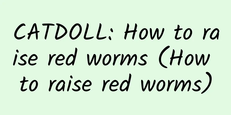 CATDOLL: How to raise red worms (How to raise red worms)
