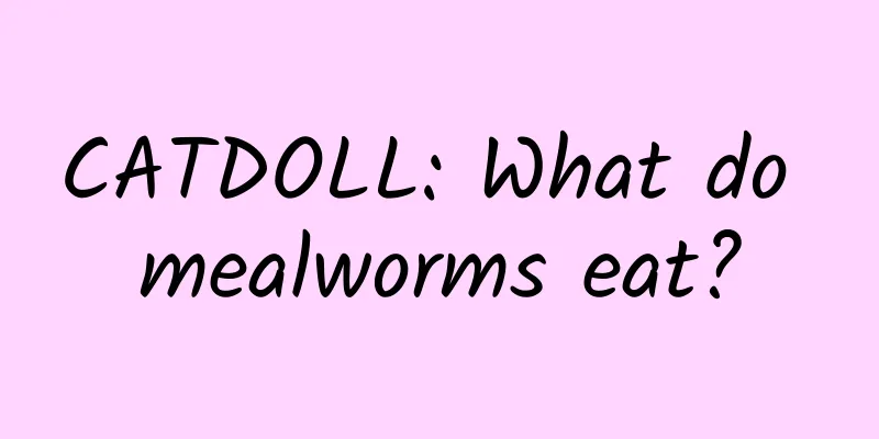 CATDOLL: What do mealworms eat?