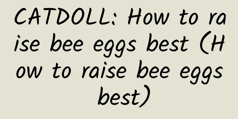 CATDOLL: How to raise bee eggs best (How to raise bee eggs best)