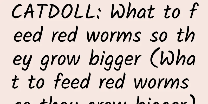 CATDOLL: What to feed red worms so they grow bigger (What to feed red worms so they grow bigger)