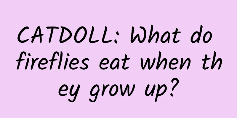 CATDOLL: What do fireflies eat when they grow up?