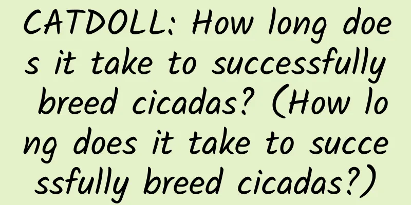 CATDOLL: How long does it take to successfully breed cicadas? (How long does it take to successfully breed cicadas?)