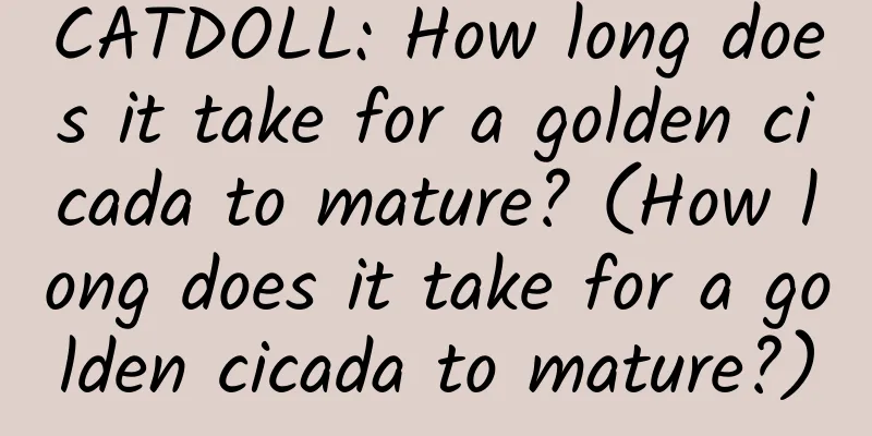 CATDOLL: How long does it take for a golden cicada to mature? (How long does it take for a golden cicada to mature?)