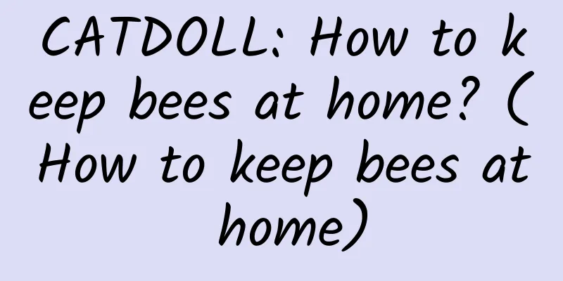 CATDOLL: How to keep bees at home? (How to keep bees at home)