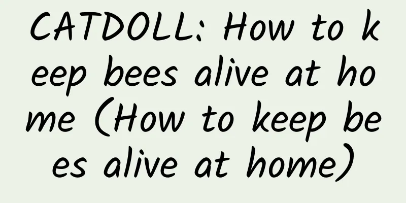 CATDOLL: How to keep bees alive at home (How to keep bees alive at home)