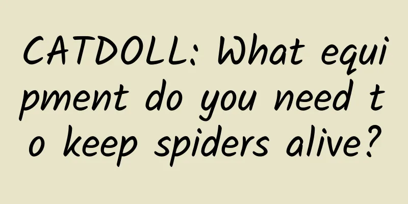 CATDOLL: What equipment do you need to keep spiders alive?