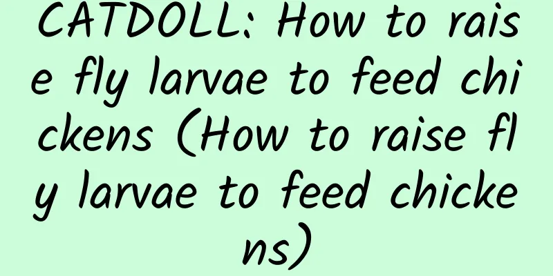 CATDOLL: How to raise fly larvae to feed chickens (How to raise fly larvae to feed chickens)