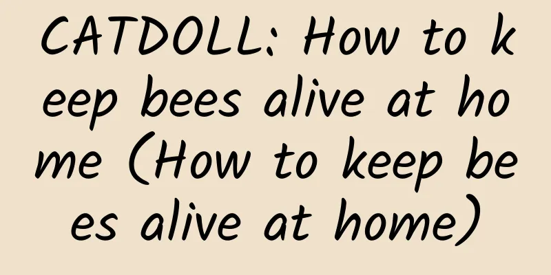 CATDOLL: How to keep bees alive at home (How to keep bees alive at home)