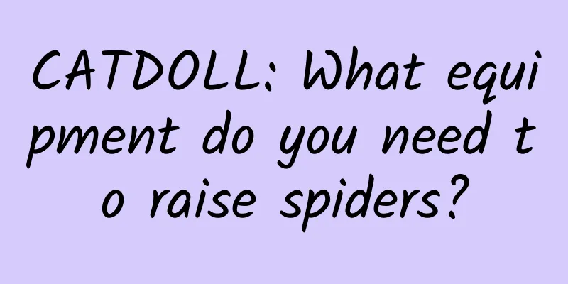 CATDOLL: What equipment do you need to raise spiders?