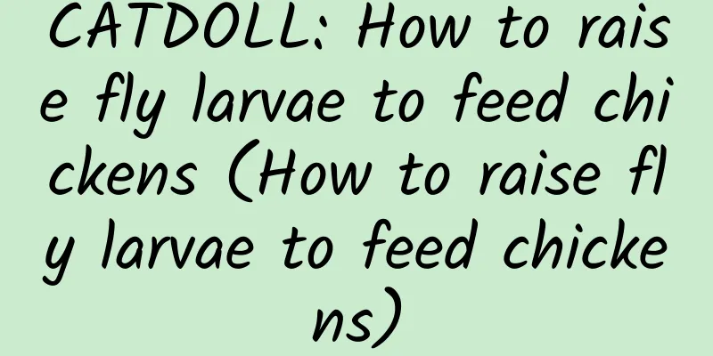 CATDOLL: How to raise fly larvae to feed chickens (How to raise fly larvae to feed chickens)