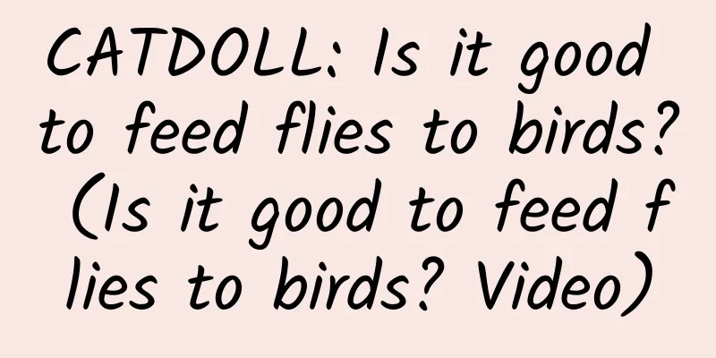 CATDOLL: Is it good to feed flies to birds? (Is it good to feed flies to birds? Video)