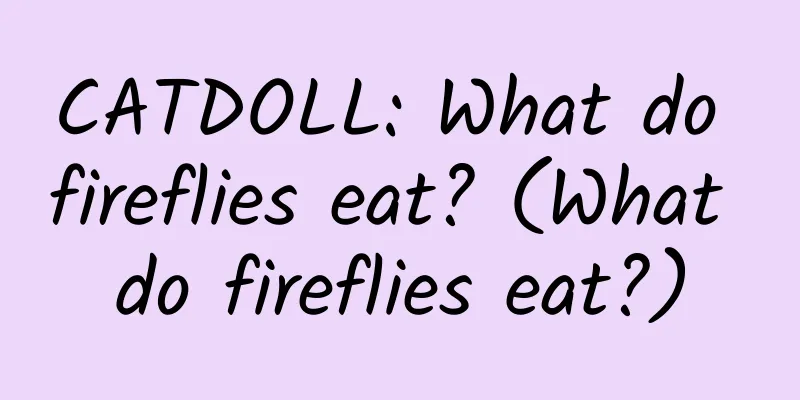 CATDOLL: What do fireflies eat? (What do fireflies eat?)