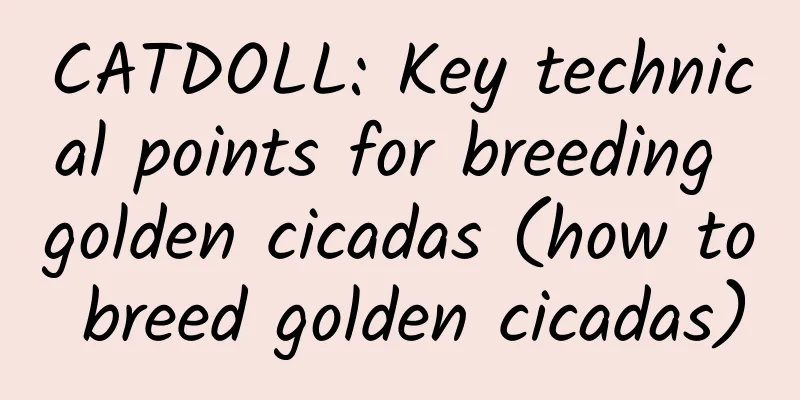 CATDOLL: Key technical points for breeding golden cicadas (how to breed golden cicadas)