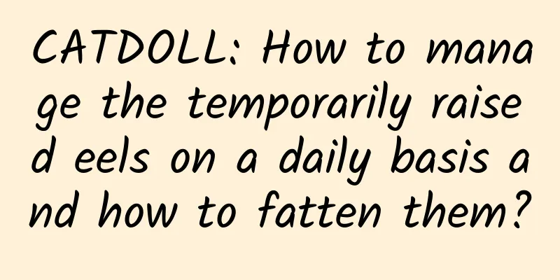 CATDOLL: How to manage the temporarily raised eels on a daily basis and how to fatten them?