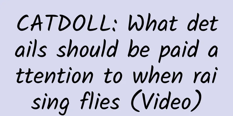 CATDOLL: What details should be paid attention to when raising flies (Video)